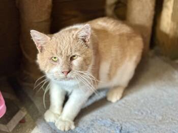 Rescue Domestic Short Hair Cats for Adoption in Lincoln University, Pennsylvania - Sweet Potato | PetCurious