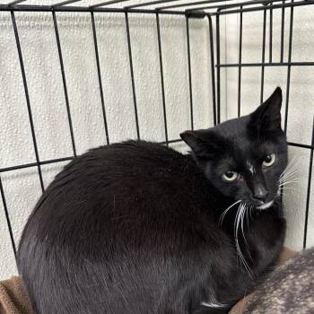 Domestic Short Hair Cats Available for Adoption - Coco Loca | PetCurious