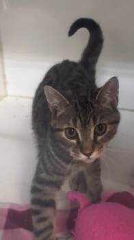 Rescue Domestic Short Hair Cats for Adoption in Crandon, Wisconsin - Thackery | PetCurious