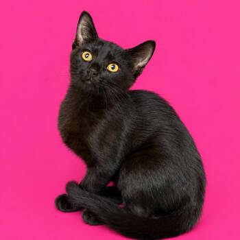 Razzmatazz -  Domestic Short Hair Cat for Adoption in Concord, North Carolina - Razzmatazz | PetCurious