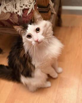 Domestic Long Hair and Turkish Van Cats Available for Adoption - Izzy | PetCurious