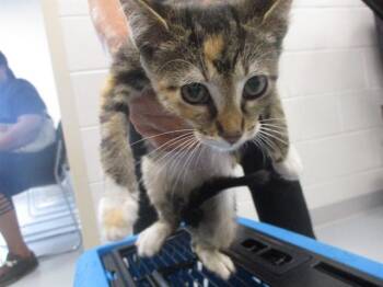 A388919 -  Domestic Short Hair Cat for Adoption in Ocala, Florida - A388919 | PetCurious