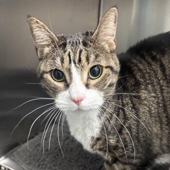 Domestic Short Hair Cats Available for Adoption in Fort Lauderdale, Florida - Kissy Missy | PetCurious