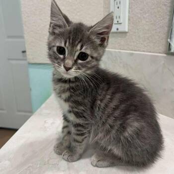 Crabapple -  Domestic Short Hair Cat for Adoption in Buffalo, New York - Crabapple | PetCurious