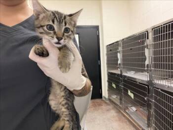 SPRITE -  Domestic Short Hair Cat for Adoption in Santa Fe, New Mexico - SPRITE | PetCurious