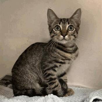 Glenda -  Domestic Short Hair Cat for Adoption in Houston, Texas - Glenda | PetCurious