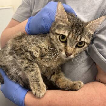 Blue Bonnet -  Domestic Short Hair Cat for Adoption in Park City, Utah - Blue Bonnet | PetCurious