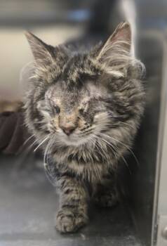 Rescue Domestic Medium Hair and Domestic Short Hair Cats for Adoption in Westland, Michigan - Winona | PetCurious