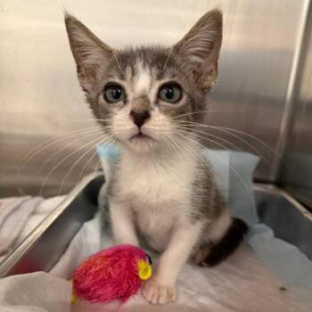Revv Boy 21 -  Domestic Short Hair Cat for Adoption in Austin, Texas - Revv Boy 21 | PetCurious