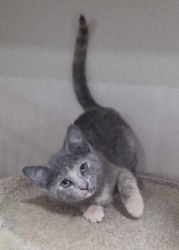 Elphaba -  Domestic Short Hair Cat for Adoption - Elphaba | PetCurious