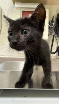 Rescue Domestic Short Hair Cats for Adoption in Gray, Louisiana - Velma | PetCurious