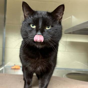 Domestic Short Hair Cats Available for Adoption - Zeus | PetCurious