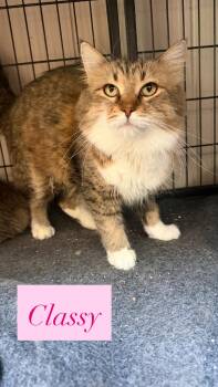 Classy -  Maine Coon and Domestic Long Hair Cat for Adoption in Crown Point, Indiana - Classy | PetCurious