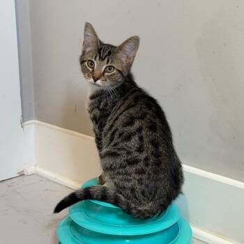 Chris -  Domestic Short Hair Cat for Adoption in Huntsville, Alabama - Chris | PetCurious