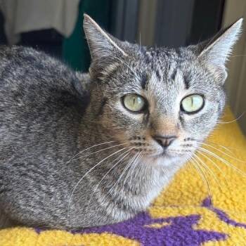 Domestic Short Hair Cats Available for Adoption - Tamara | PetCurious