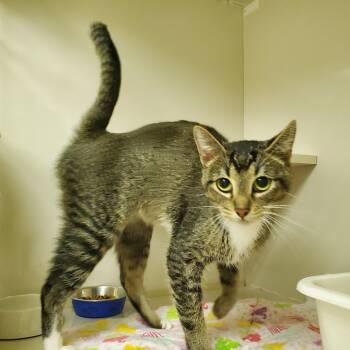 Rescue Domestic Short Hair Cats for Adoption in Drumheller, Alberta - Juno | PetCurious