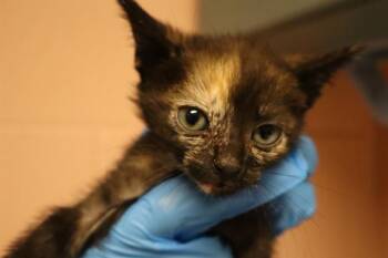VALENTINA -  Domestic Short Hair Cat for Adoption in Columbia, South Carolina - VALENTINA | PetCurious