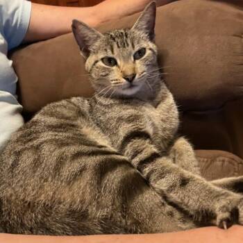 Sudsy -  American Shorthair Cat for Adoption in Helena, Alabama - Sudsy | PetCurious