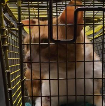 Domestic Short Hair Cats Available for Adoption in San Antonio, Texas - PENNE | PetCurious