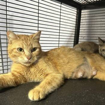 Lady Godiva -  Domestic Short Hair Cat for Adoption in Tipp City, Ohio - Lady Godiva | PetCurious