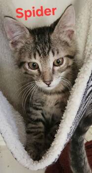 Spider 0166 -  Domestic Short Hair Cat for Adoption in Dallas, Texas - Spider 0166 | PetCurious