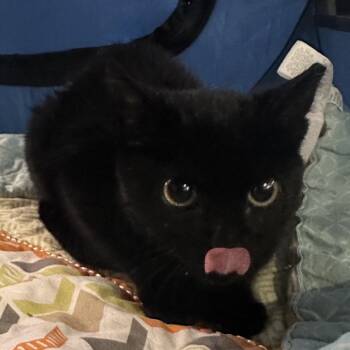 Nelly -  Domestic Short Hair Cat for Adoption in Debary, Florida - Nelly | PetCurious