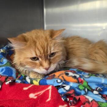 Domestic Long Hair Cats Available for Adoption in Spokane, Washington - Apollo | PetCurious