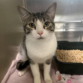 Rinn -  Domestic Short Hair Cat for Adoption in Clavet, Saskatchewan - Rinn | PetCurious