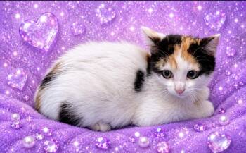 Domestic Short Hair Cats Available for Adoption in Washington Court House, Ohio - Alba | PetCurious
