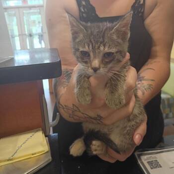 Buchanan -  Domestic Short Hair Cat for Adoption in Lynchburg, Virginia - Buchanan | PetCurious