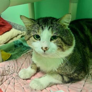 Domestic Short Hair Cats Available for Adoption in Palmetto, Florida - BEN | PetCurious