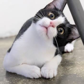 Rescue Domestic Short Hair Cats for Adoption in Los Angeles, California - Summer | PetCurious