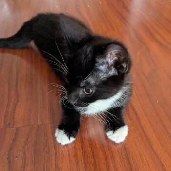 Prescott -  Domestic Short Hair Cat for Adoption in Abbotsford, British Columbia - Prescott | PetCurious