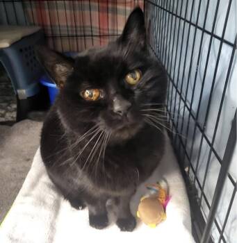 Domestic Short Hair Cats Available for Adoption in Maple Ridge, British Columbia - Myrtle | PetCurious