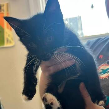 Pearl -  Domestic Short Hair Cat for Adoption in New York, New York - Pearl | PetCurious