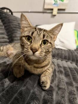 Domestic Short Hair Cats Available for Adoption - Grace | PetCurious