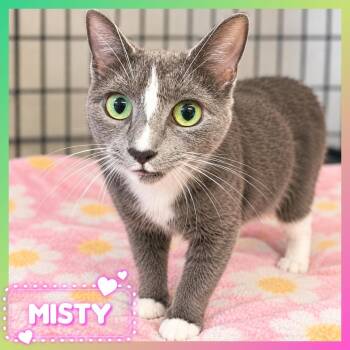 Misty -  Domestic Short Hair Cat for Adoption in Southbury, Connecticut - Misty | PetCurious