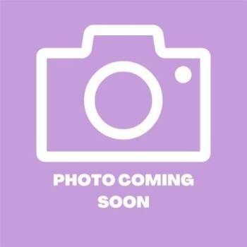 61409153 -  Domestic Short Hair Cat for Adoption in El Paso, Texas - 61409153 | PetCurious