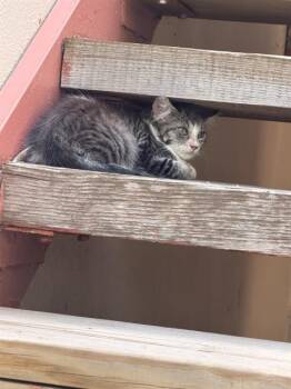 REX -  Domestic Medium Hair Cat for Adoption in San Antonio, Texas - REX | PetCurious