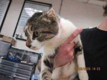 Sin(666) -  Domestic Short Hair Cat for Adoption in Marietta, Georgia - Sin(666) | PetCurious
