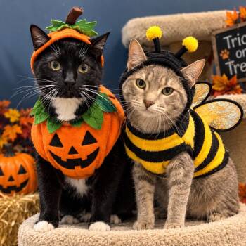 Draco -  American Shorthair Cat for Adoption in Rochester, Minnesota - Draco | PetCurious