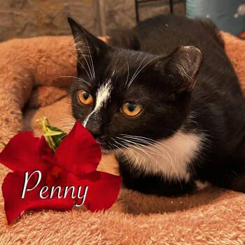 Penny -  Domestic Short Hair Cat for Adoption in Hazlet, New Jersey - Penny | PetCurious