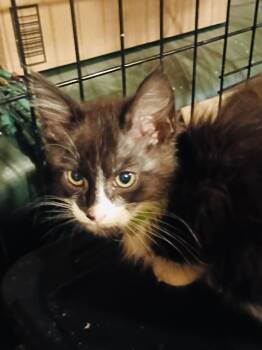 John -  Domestic Short Hair Cat for Adoption in Cloquet, Minnesota - John | PetCurious