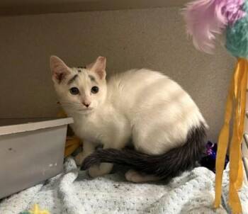 Zara -  Domestic Short Hair Cat for Adoption in Quakertown, Pennsylvania - Zara | PetCurious