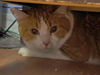 Rescue Domestic Long Hair Cats for Adoption in Lawrenceburg, Kentucky - Dooley | PetCurious