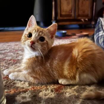 Eowyn -  Domestic Short Hair Cat for Adoption in Oak Park, Illinois - Eowyn | PetCurious