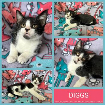 Diggs -  Domestic Short Hair Cat for Adoption in Corpus Christi, Texas - Diggs | PetCurious