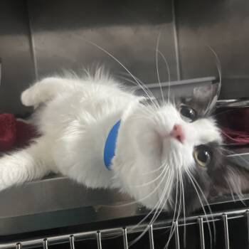 Rescue Domestic Medium Hair Cats for Adoption in Lakeland, Florida - Chaplin | PetCurious