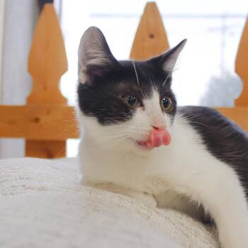 Peter -  Domestic Short Hair Cat for Adoption in Wayne, New Jersey - Peter | PetCurious
