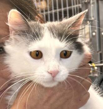 Michi -  Domestic Medium Hair and Domestic Short Hair Cat for Adoption in Bridgewater, New Jersey - Michi | PetCurious